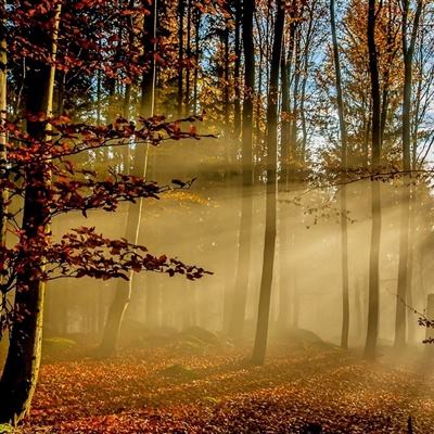 leyu乐鱼体育app VIP正版手游app截图